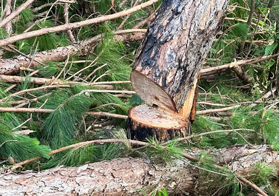 Cây có đường kính lớn bị cưa cắt Cây có đường kính lớn bị cưa cắt
