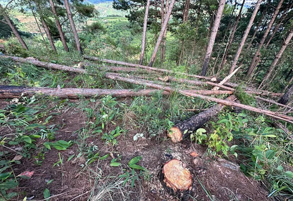 Rừng thông ở tiểu khu 264 bị cưa hạ ngổn ngang Rừng thông ở tiểu khu 264 bị cưa hạ ngổn ngang