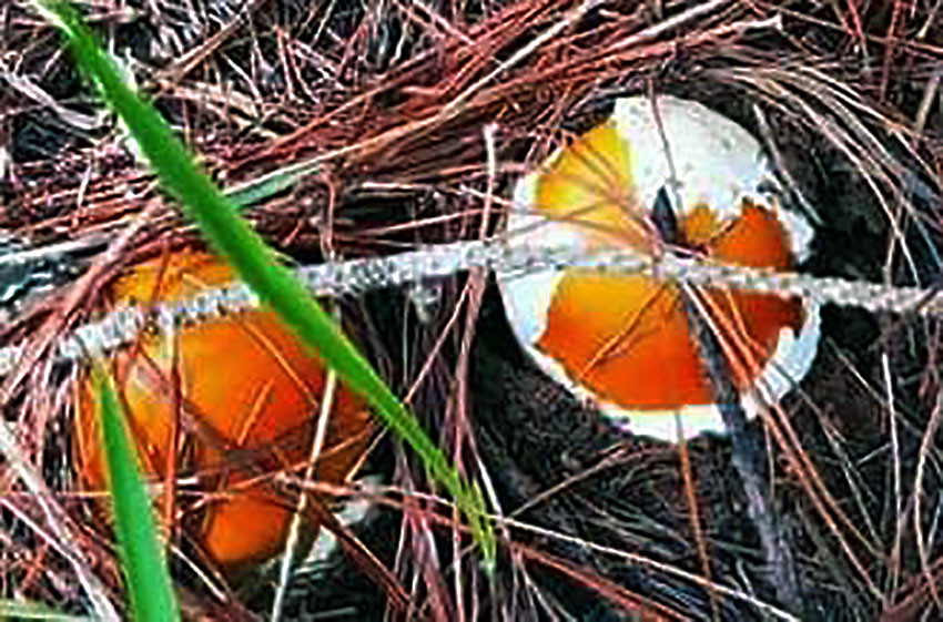 Nấm trứng gà trồi lên từ thảm lá thông hoai mục