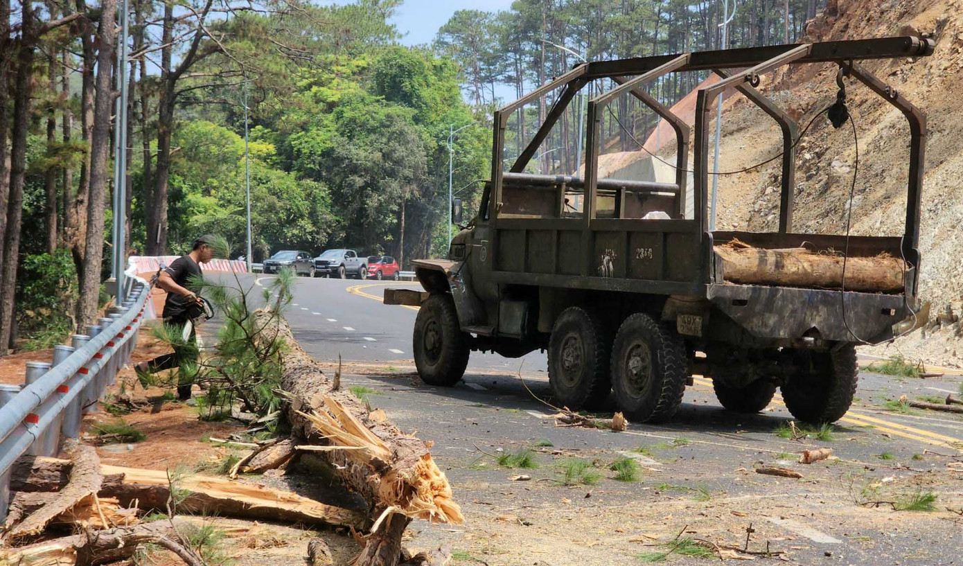 Thu dọn cây thông bị cưa hạ