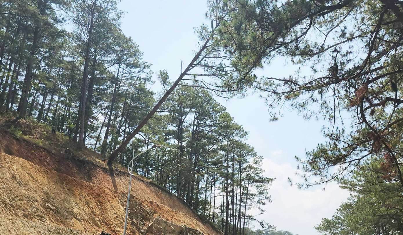 Cây thông sắp ngã đổ xuống đường đèo