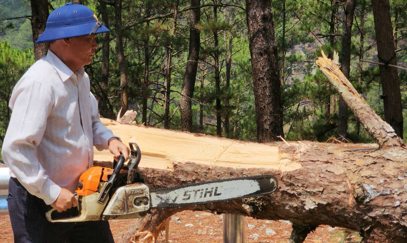 Cưa hạ cây thông có nguy cơ ngã đổ trên đèo Prenn