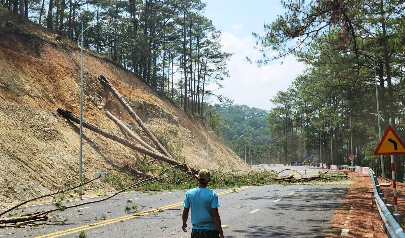 Cưa hạ những cây thông nằm cheo leo phía ta luy dương