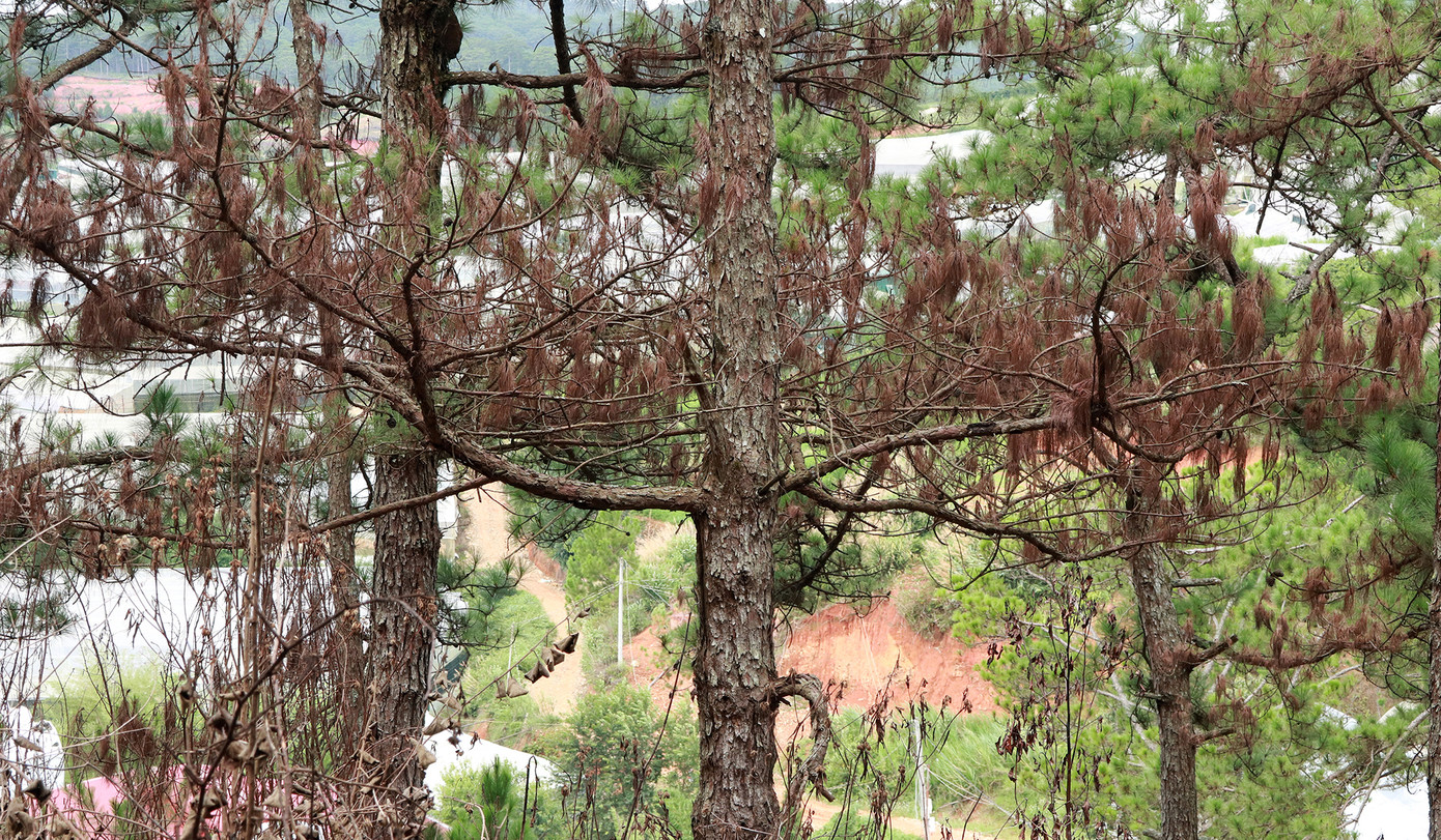 Bên cạnh cánh rừng bị đầu độc là các khu nhà kính sản xuất nông nghiệp công nghệ cao