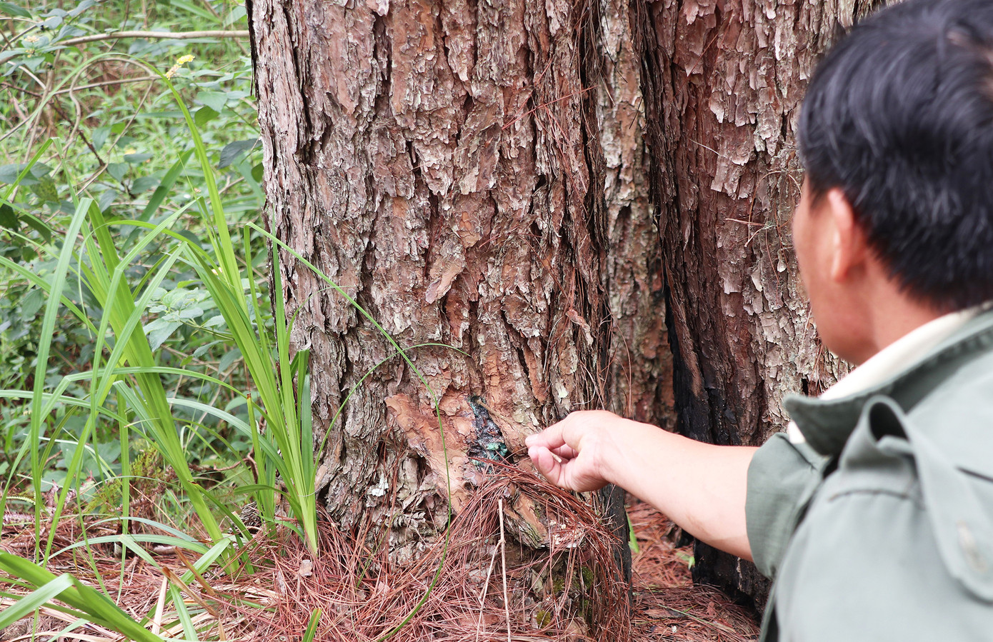 Đa số cây thông bị đầu độc có đường kính lớn