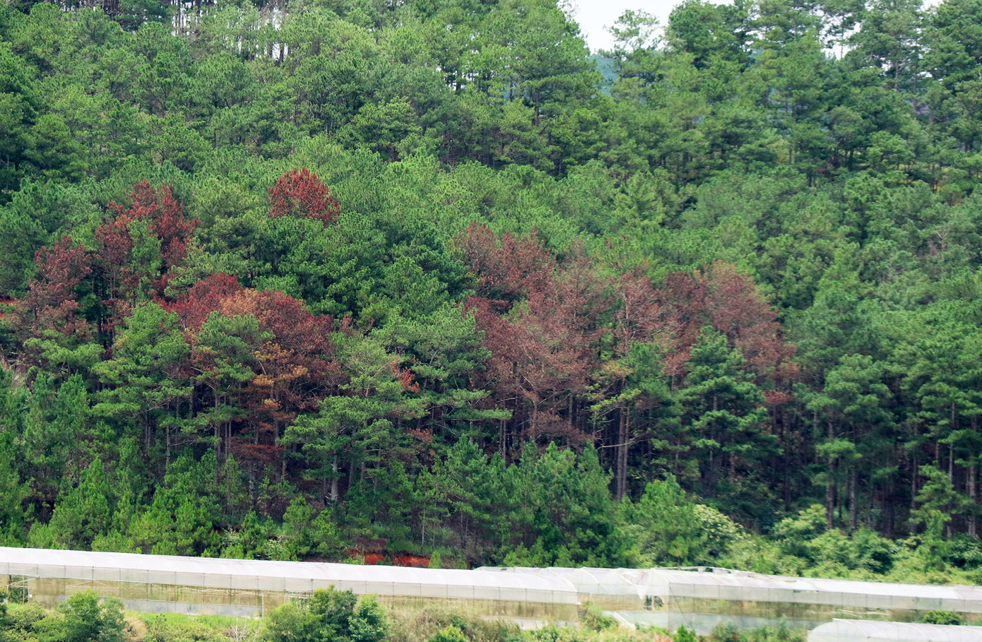 Rừng thông bị hủy hoại thuộc đối tượng rừng phòng hộ