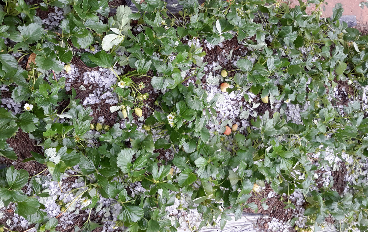 Mưa đá ở Đà Lạt Mưa đá ở Đà Lạt