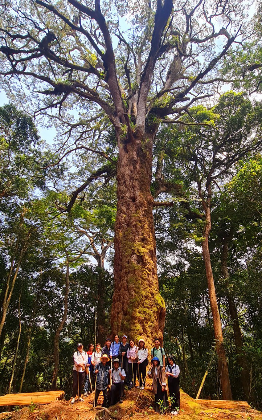Leo núi tham quan quần thể thông hai lá dẹt. Leo núi tham quan quần thể thông hai lá dẹt.