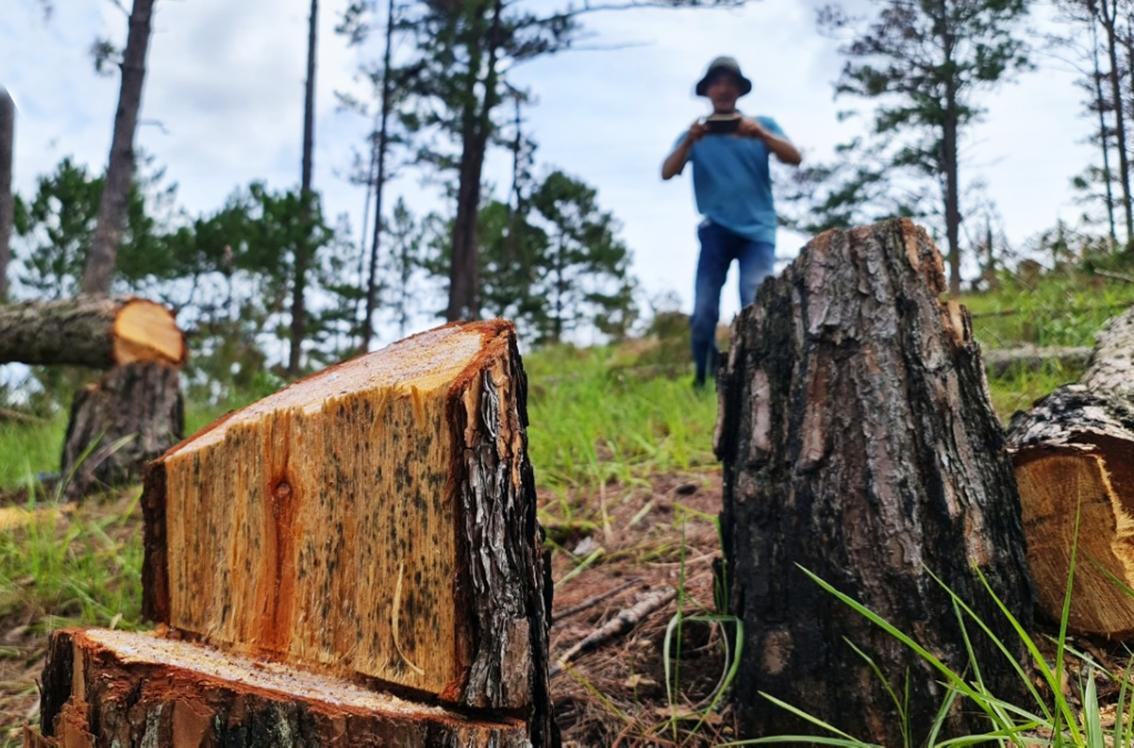 Nhiều cây có đường kính lớn bị triệt hạ