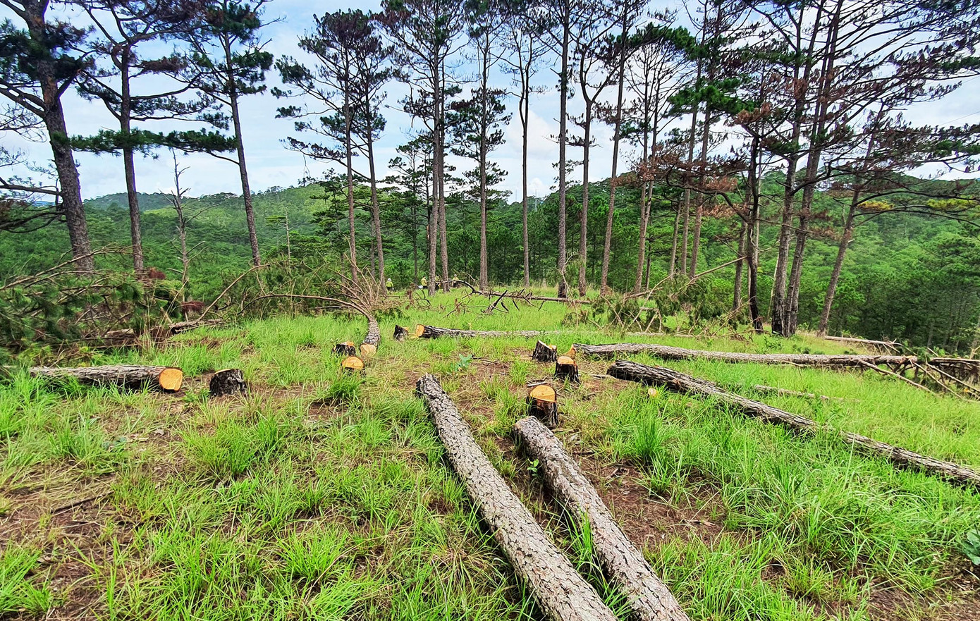 Cây rừng bị cưa hạ ngổn ngang