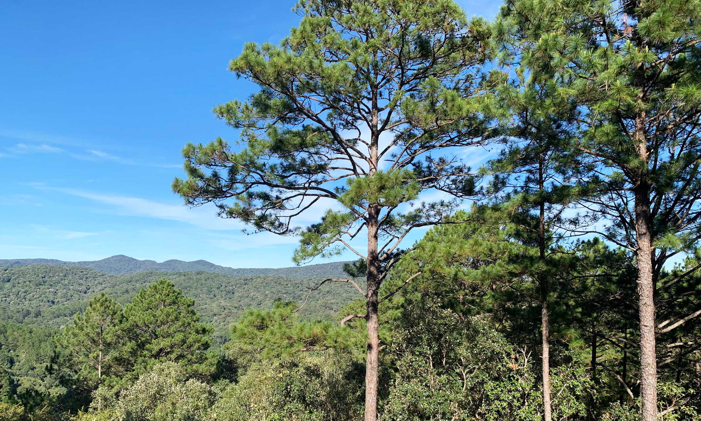 Lâm Đồng có nhiều dự án trồng và chăm sóc cây xanh