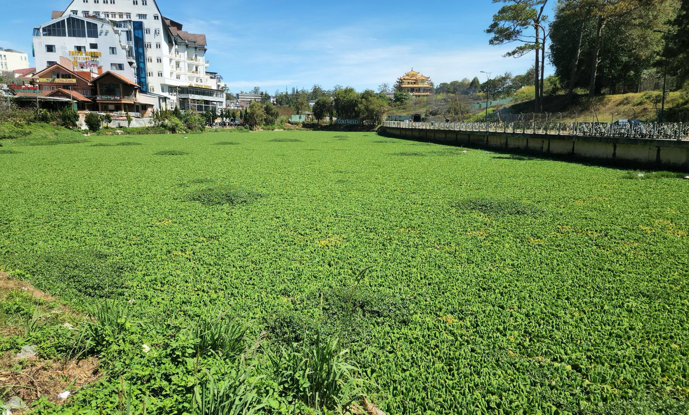 Bèo phủ phần lớn mặt hồ Đội Có, bên dưới là dòng nước đen kịt Bèo phủ phần lớn mặt hồ Đội Có, bên dưới là dòng nước đen kịt