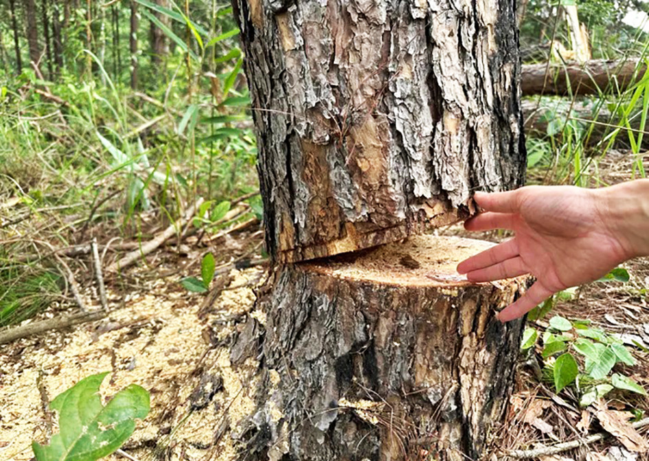 Cây thông lớn bị cưa ngang thân