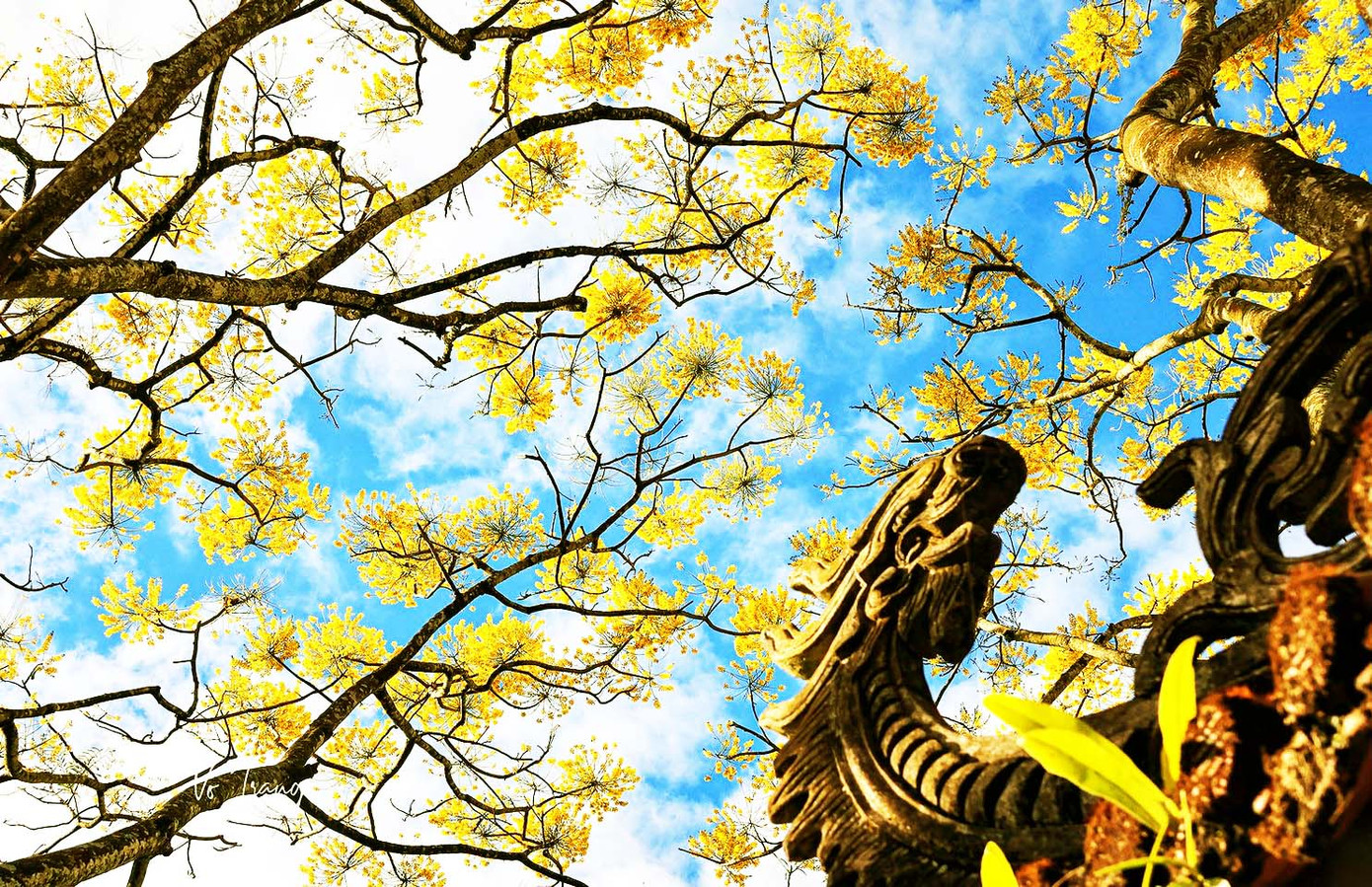 Hoa phượng vàng ở Bảo Lộc.