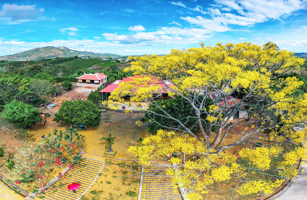 Thảm hoa tuyệt đẹp dưới gốc phượng.