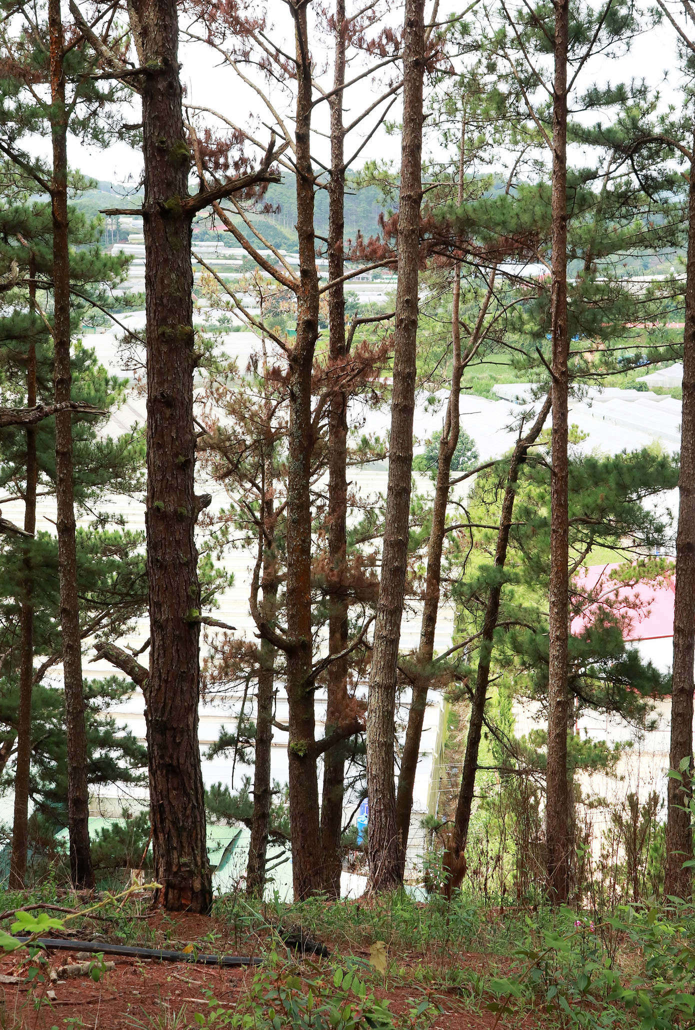 Cạnh cánh rừng bị đầu độc là các khu nhà kính sản xuất nông nghiệp công nghệ cao