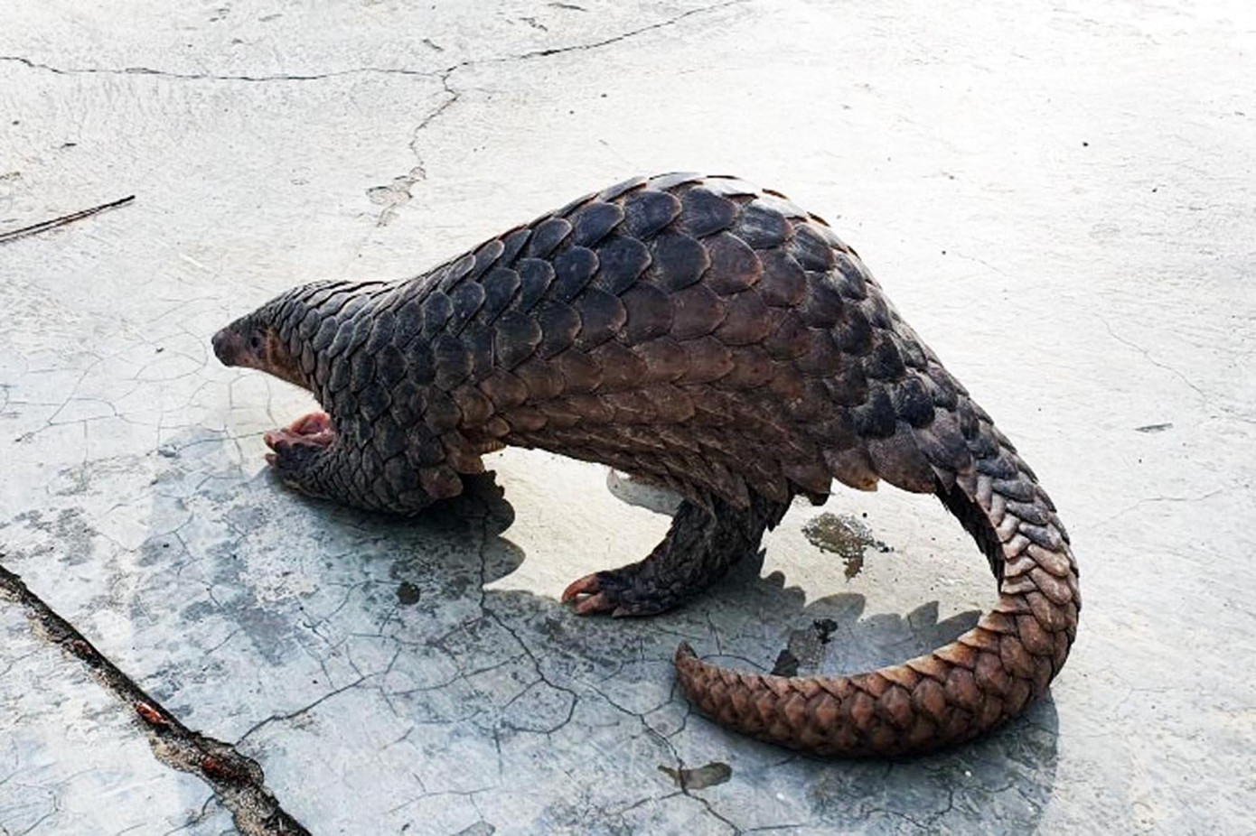 Con Tê tê quý hiếm được giải cứu Con Tê tê quý hiếm được giải cứu