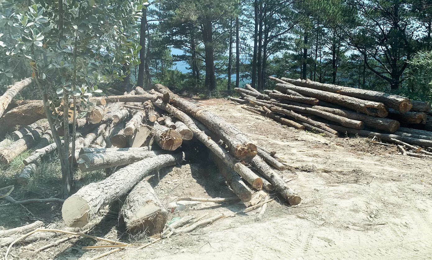 Cưa hạ hàng chục cây thông để thi công công trình.