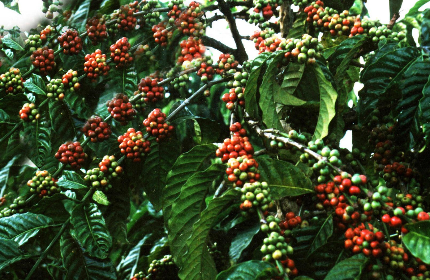Cà phê giống mới cho quả trĩu cành Cà phê giống mới cho quả trĩu cành
