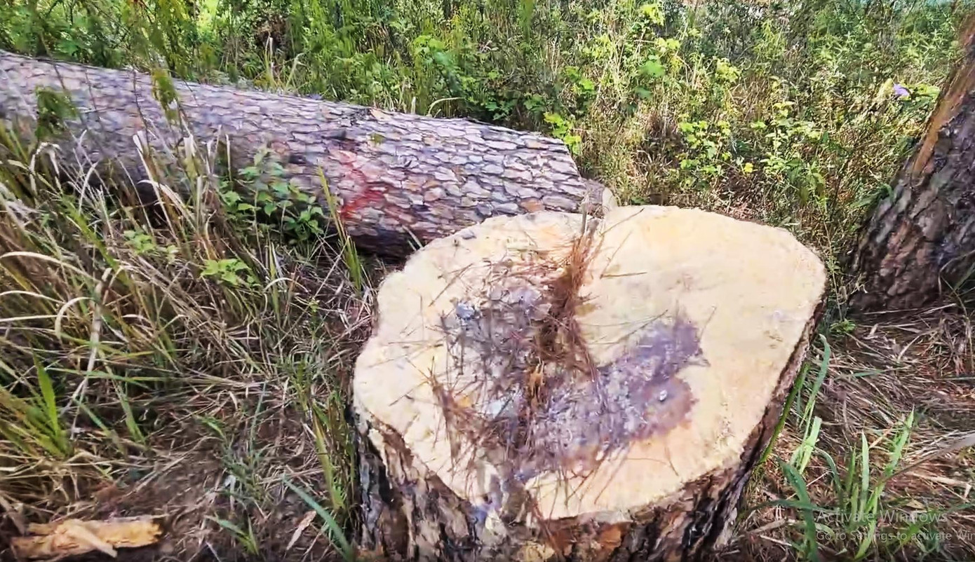 Thông có đường kính lớn bị "xẻ thịt"