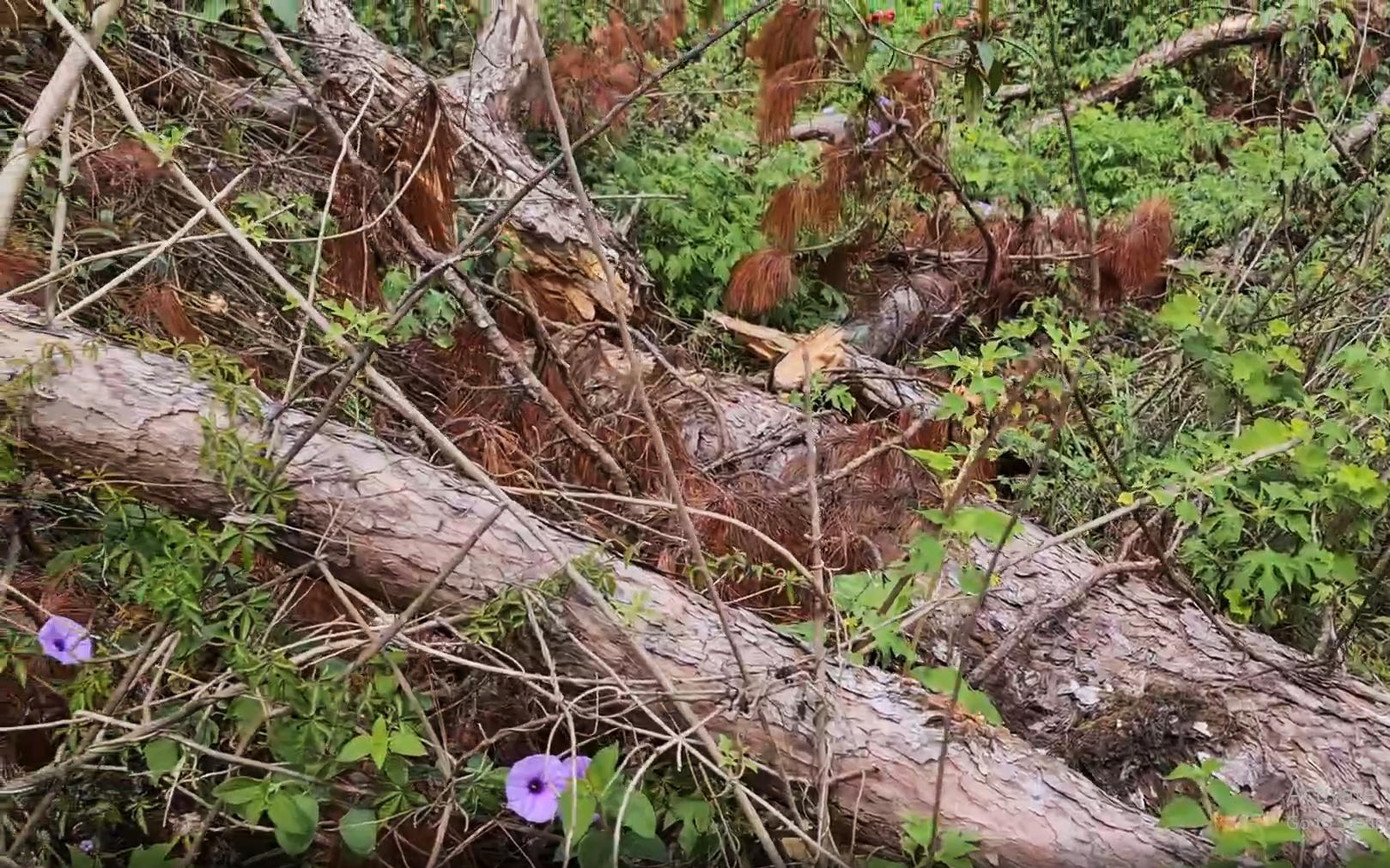 Những cây bị cưa cắt thời gin gàn đây