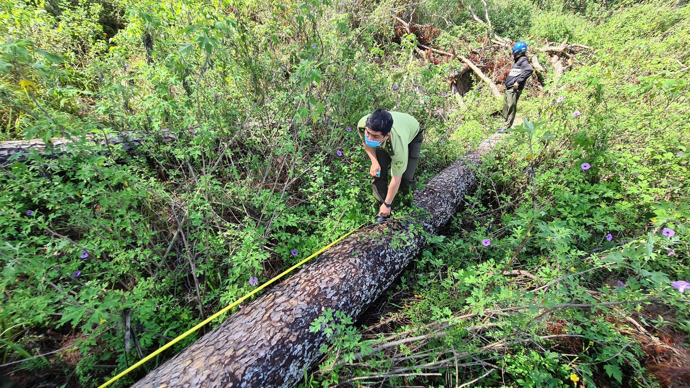 Khám nghiệm hiện trường vụ triệt hạ thông