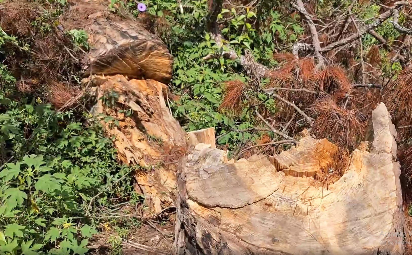 Cây thông cổ thụ bị cưa hạ, gỗ bị mục