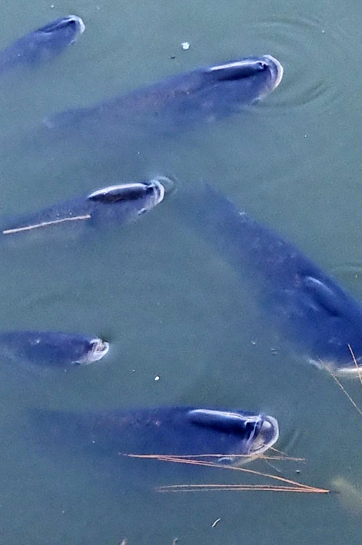 Cá ngoi lên mặt nước để thở