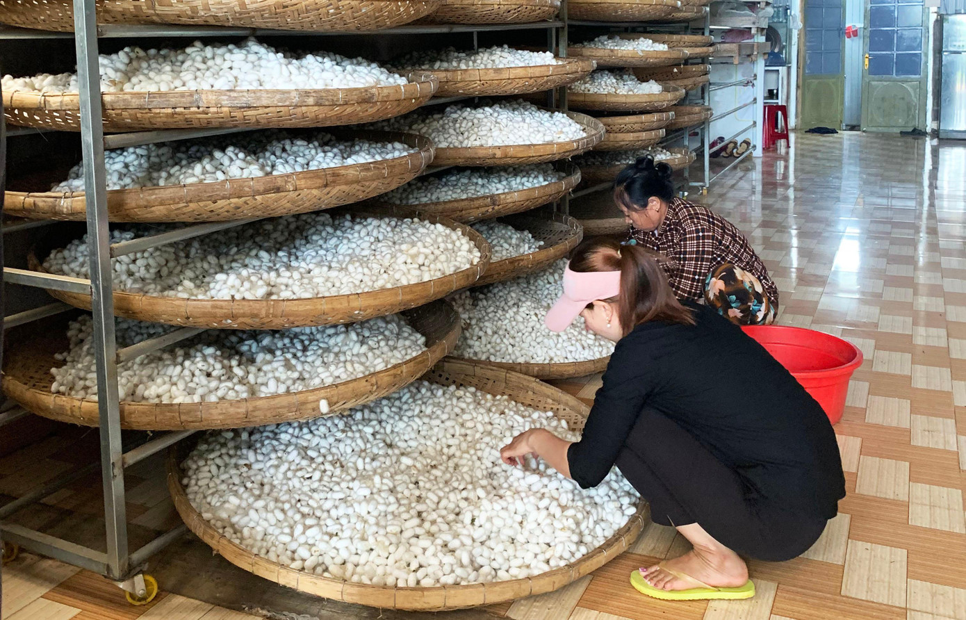 Kén tằm ở Đam Rông được đánh giá cao về chất lượng Kén tằm ở Đam Rông được đánh giá cao về chất lượng