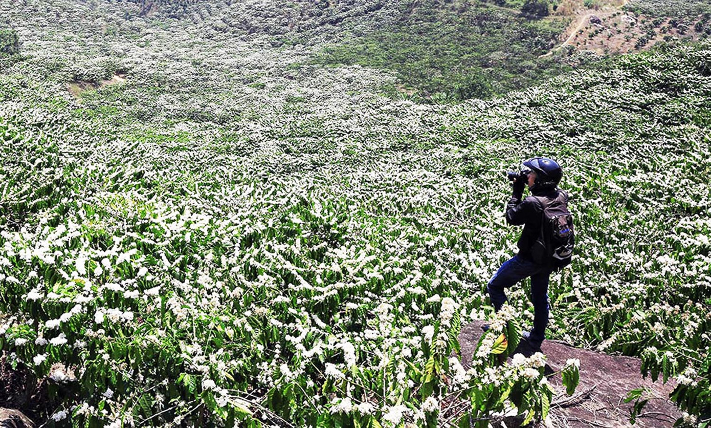 Hoa cà phê nở trắng đồi Hoa cà phê nở trắng đồi