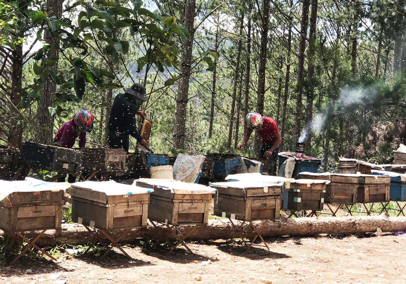 Vận chuyển các hộp ong đến gần vườn cà phê để khai thác mật Vận chuyển các hộp ong đến gần vườn cà phê để khai thác mật