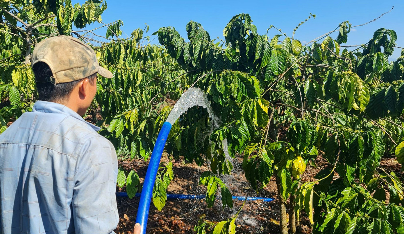 Khâu quan trọng nhất trong giai đoạn này là tưới nước cho cây ra hoa Khâu quan trọng nhất trong giai đoạn này là tưới nước cho cây ra hoa