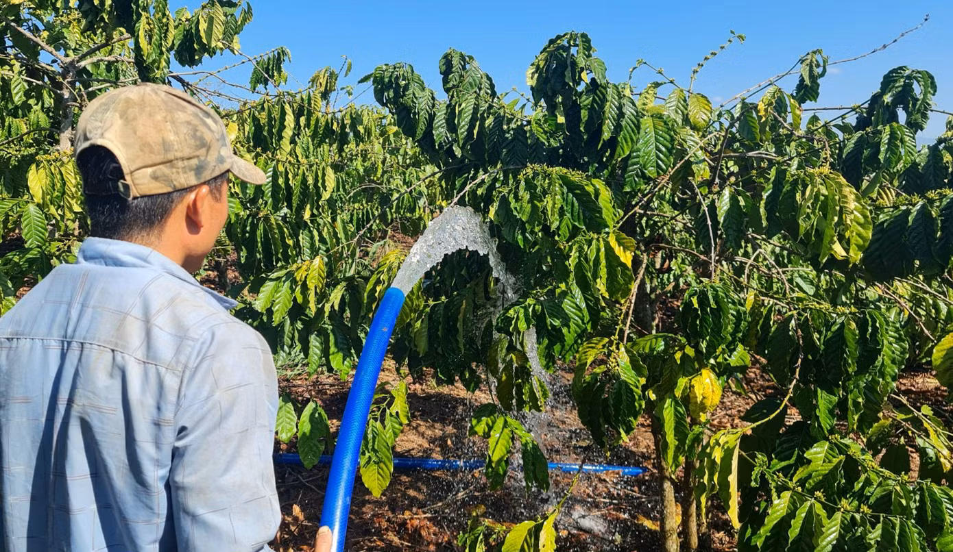 Khâu quan trọng nhất trong giai đoạn này là tưới nước cho cây ra hoa