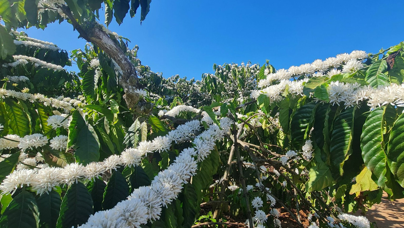 Hoa cà phê nở đều Hoa cà phê nở đều