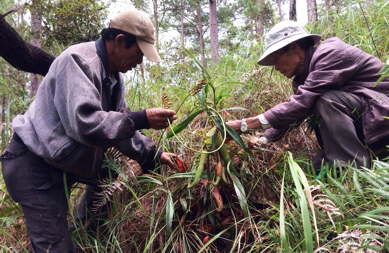 Lên rừng tìm dược liệu