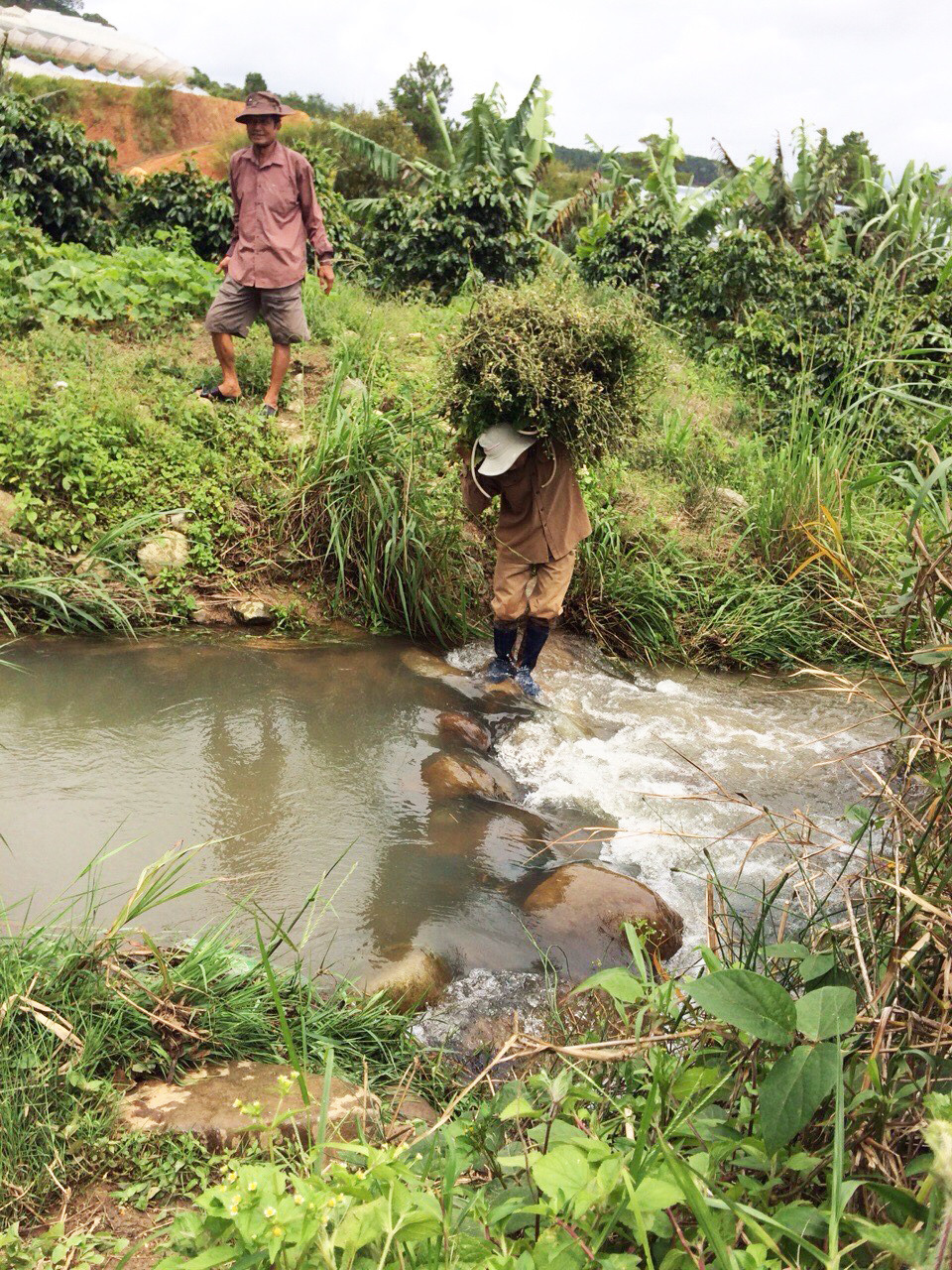 Gian nan thu hái, vận chuyển dược liệu