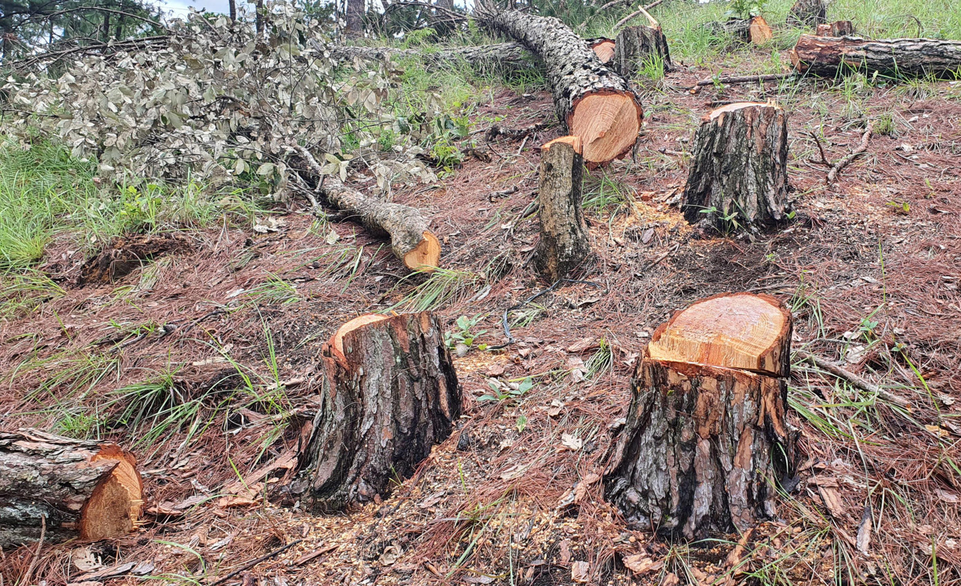 Cây rừng thông phòng hộ bị cưa hạ hàng loạt