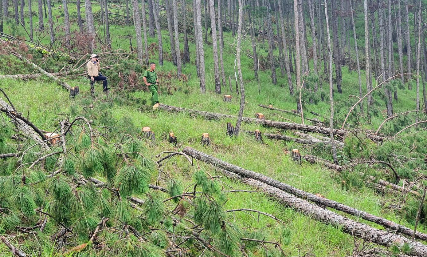Vạt rừng mới bị cưa hạ, lá vẫn còn xanh