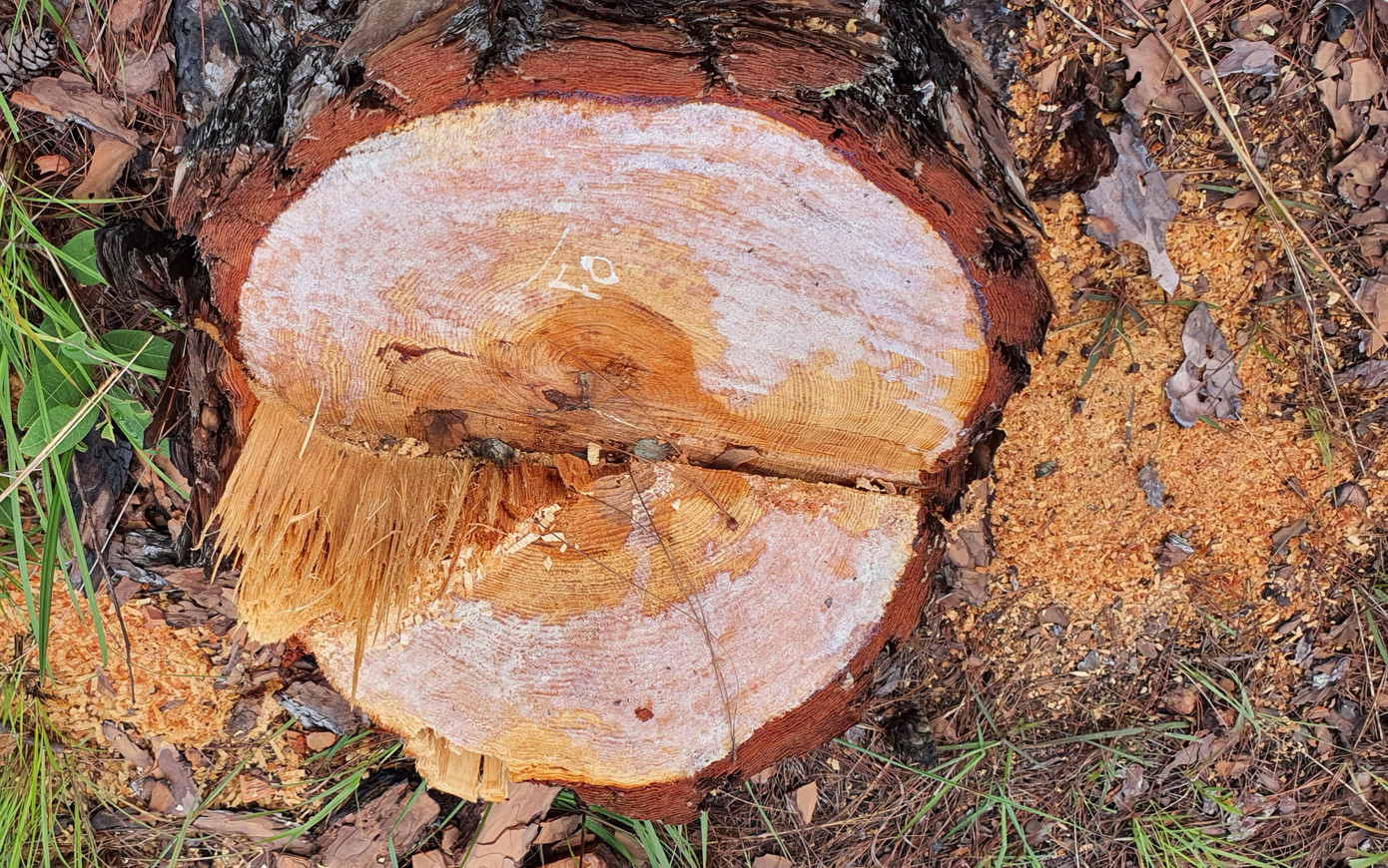 Nhiều cây có đường kính lớn