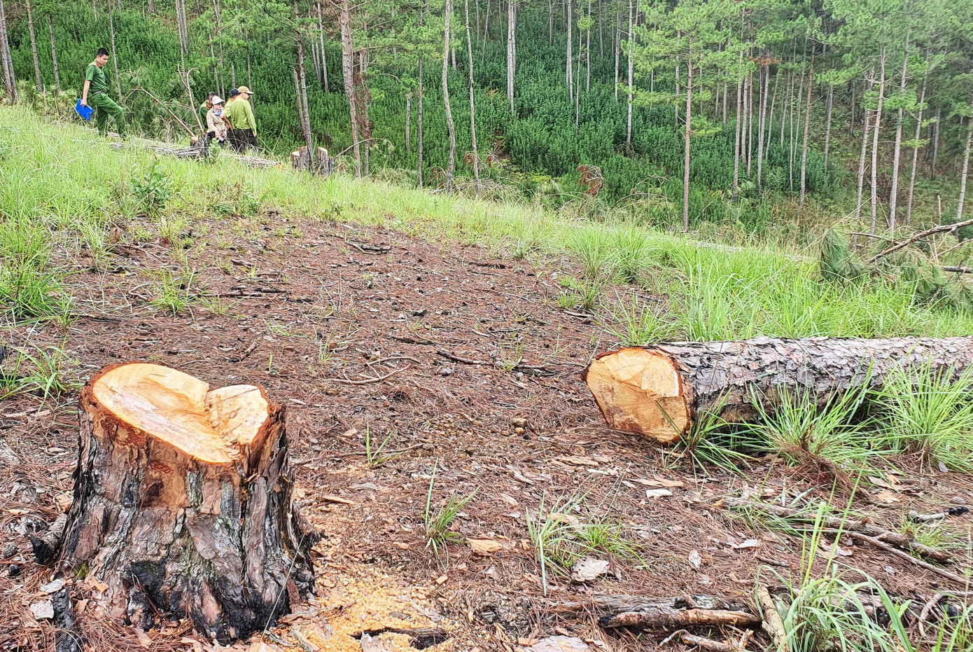 Khám nghiệm hiện trường vụ cưa hạ thông