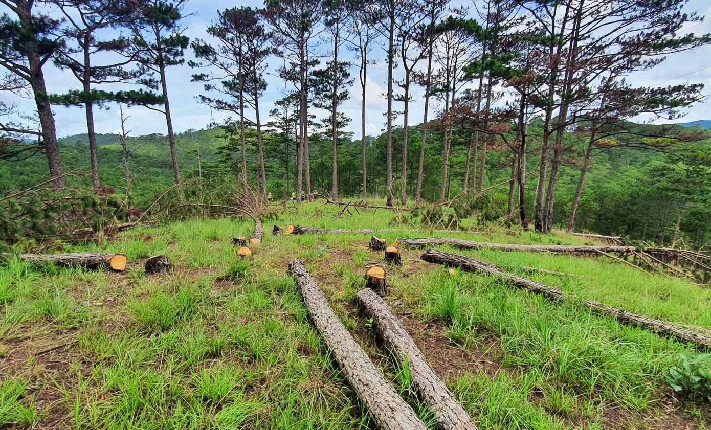 Triệt hạ cả cánh rừng thông trên triền đồi