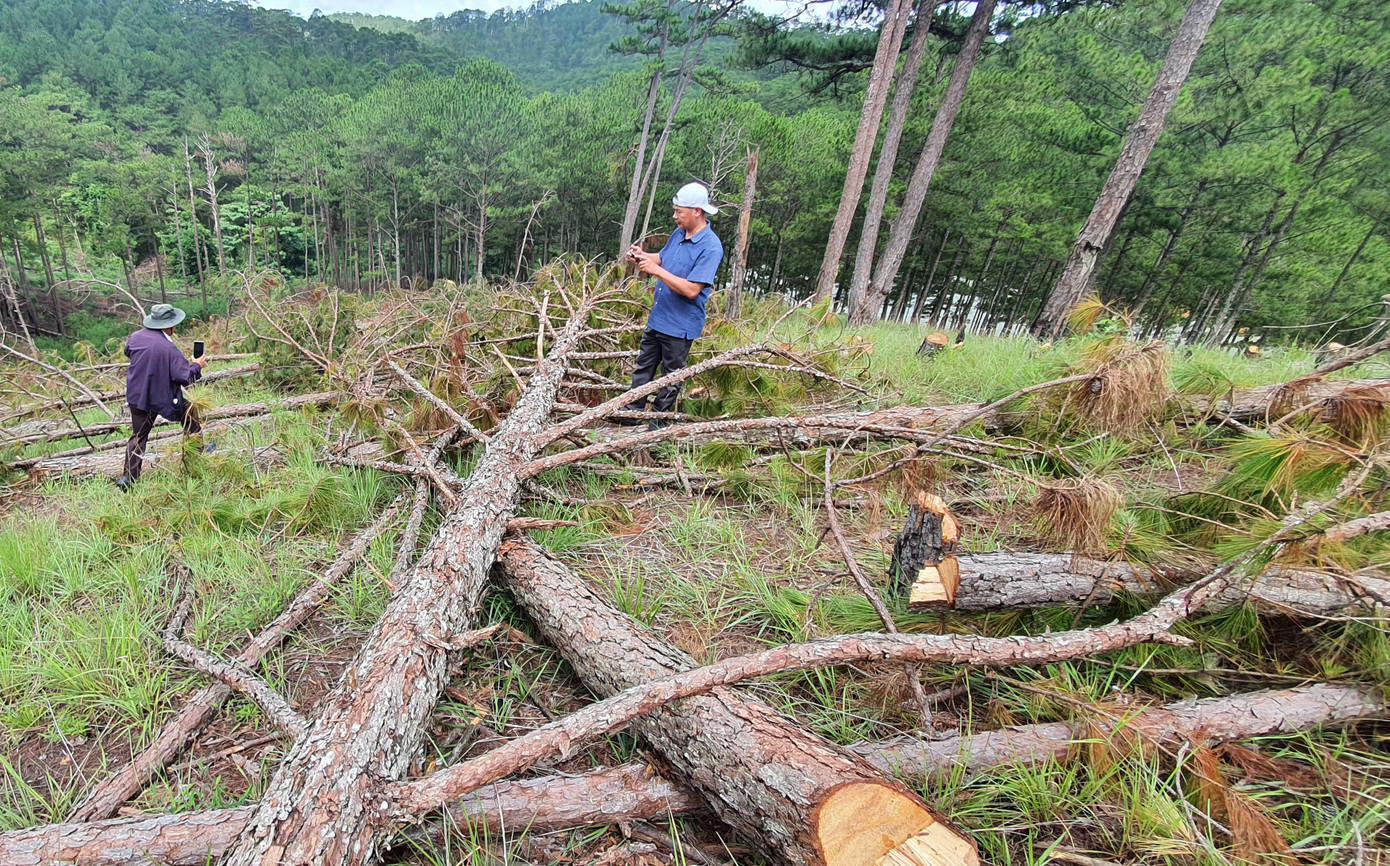 Kiểm đếm số cây bị cưa hạ