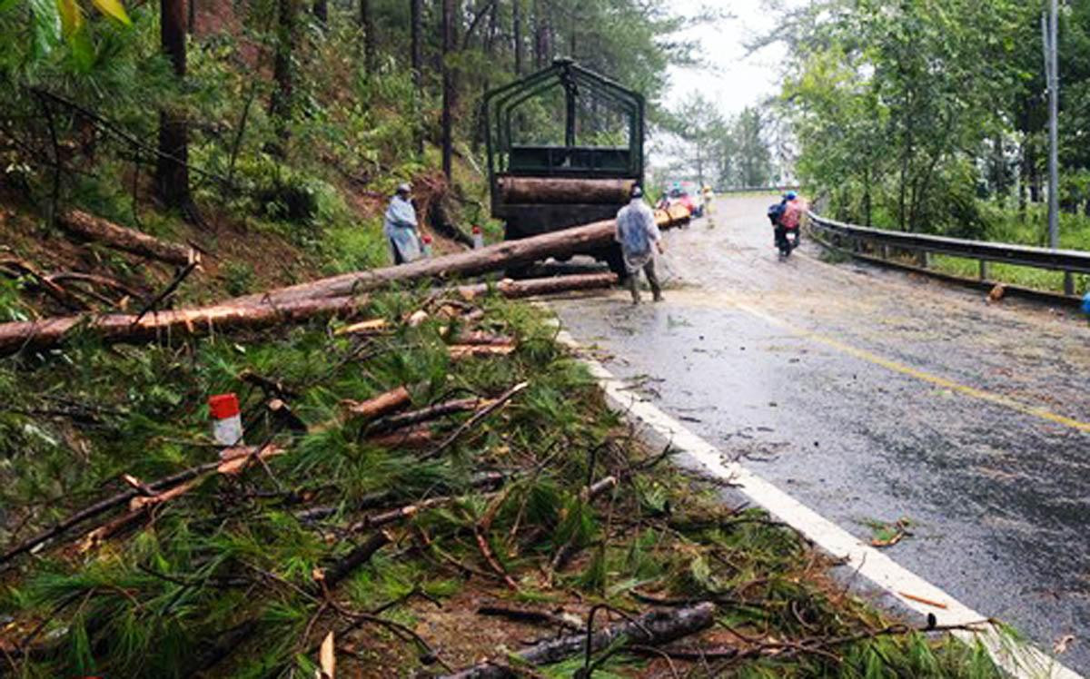 Thông trên đèo Prenn ngã đổ hàng loạt