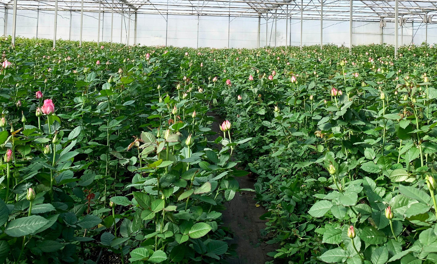 Vườn hoa hồng vào vụ thu hoạch