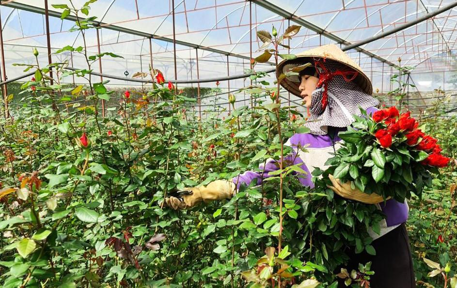Người dân thu hoạch hoa