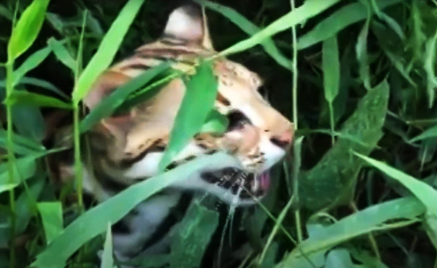 Một loài mèo quý hiếm ở Vườn quốc gia Cát Tiên Một loài mèo quý hiếm ở Vườn quốc gia Cát Tiên