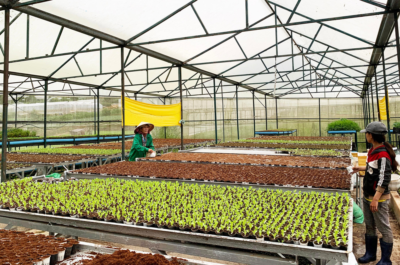 Trồng rau trong nhà kính để nâng cao năng suất, chất lượng sản phẩm