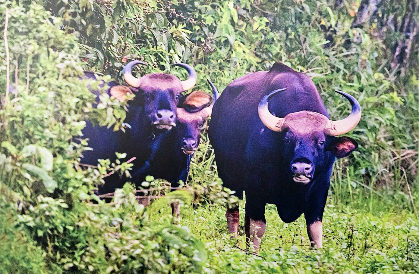 Bò tót ở VQG Cát Tiên