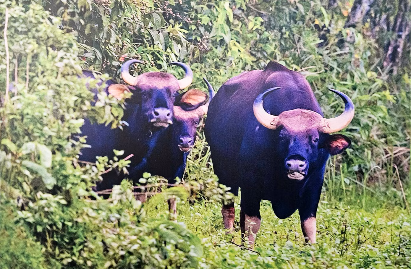 Bò tót ở VQG Cát Tiên