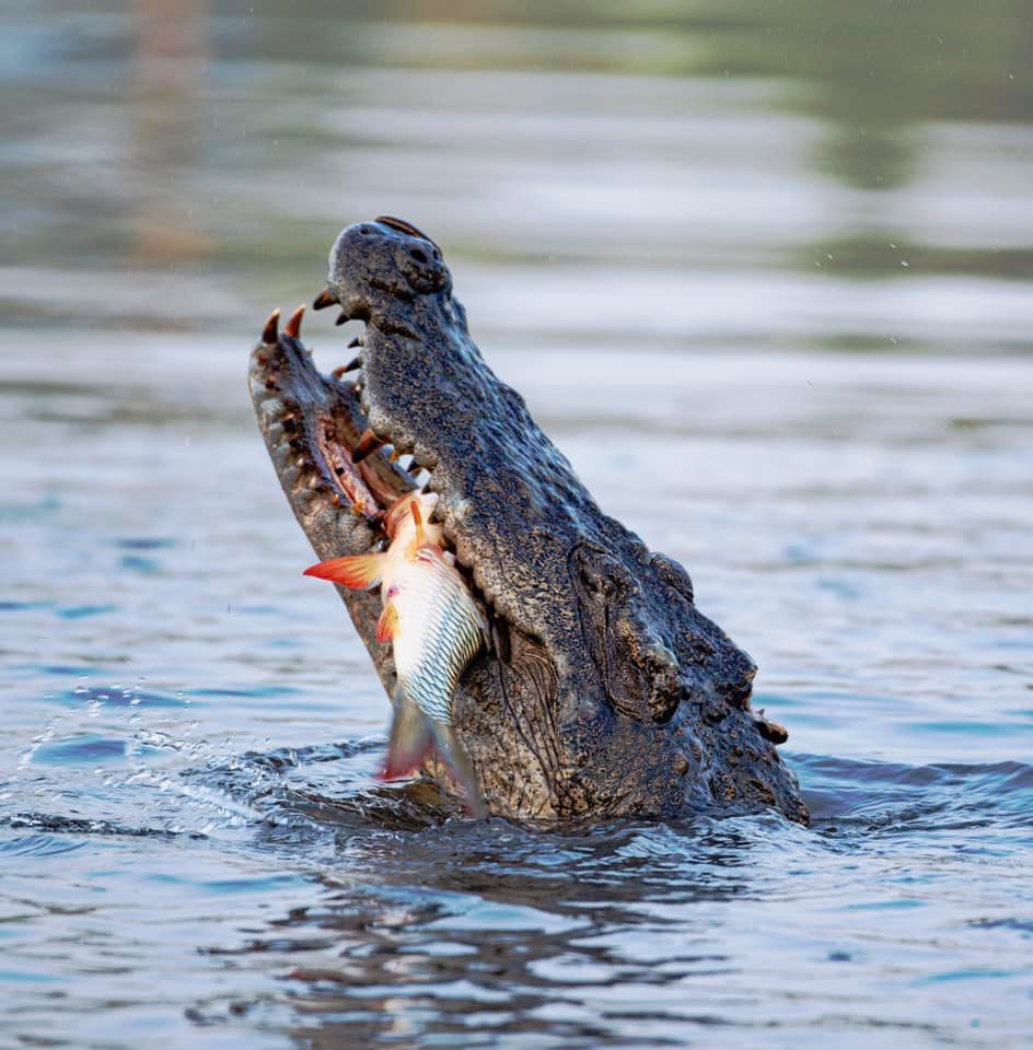 Cá sấu xiêm ở VQG Cát Tiên